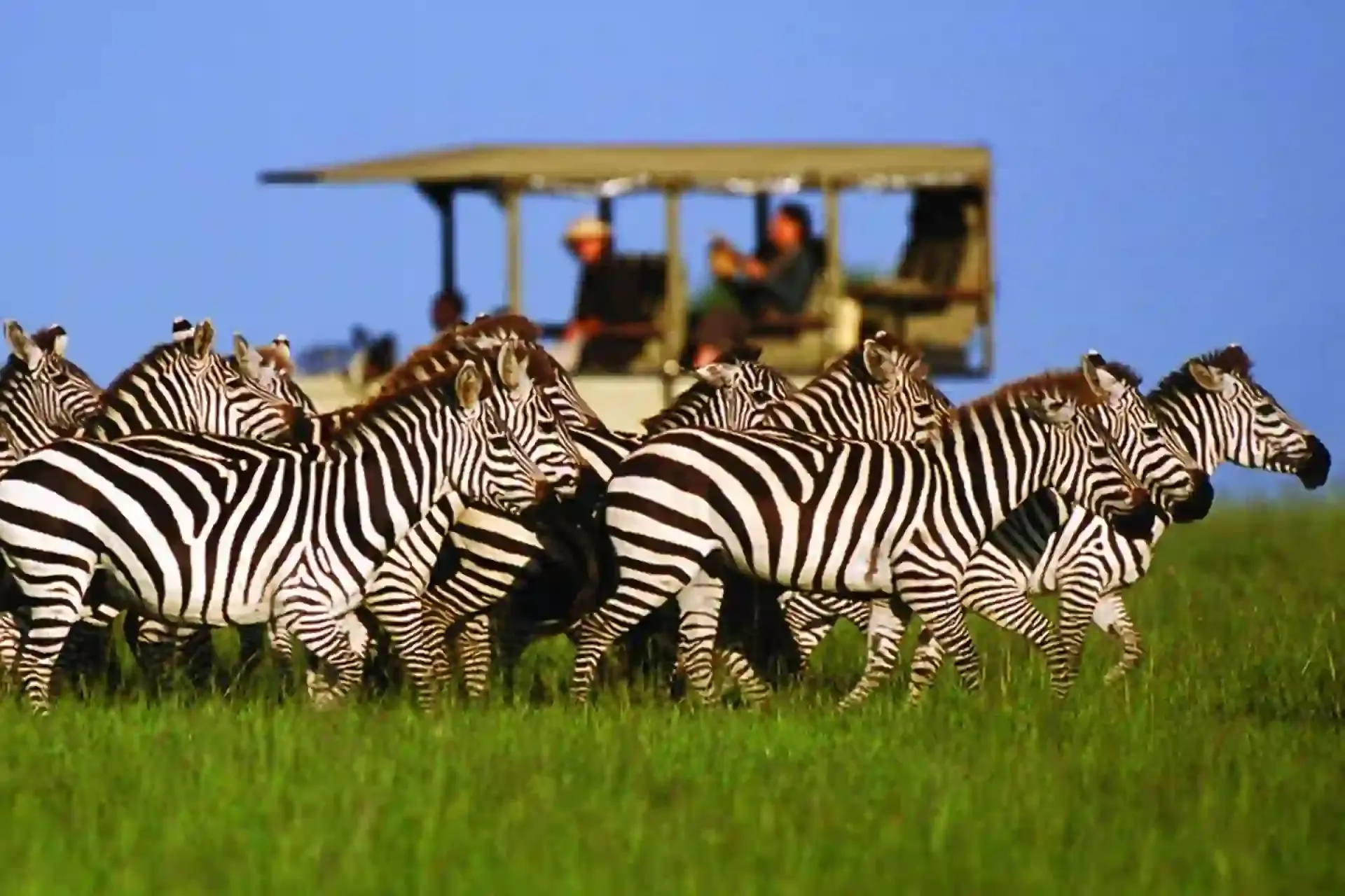 Twende Kutalii Safaris Company Ltd , a best tour operator in Tanzania